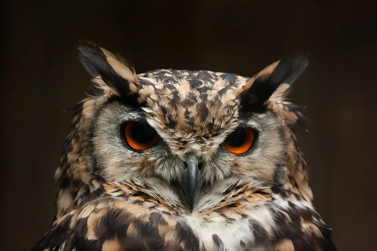 Whom? Grammar Owl T-Shirt