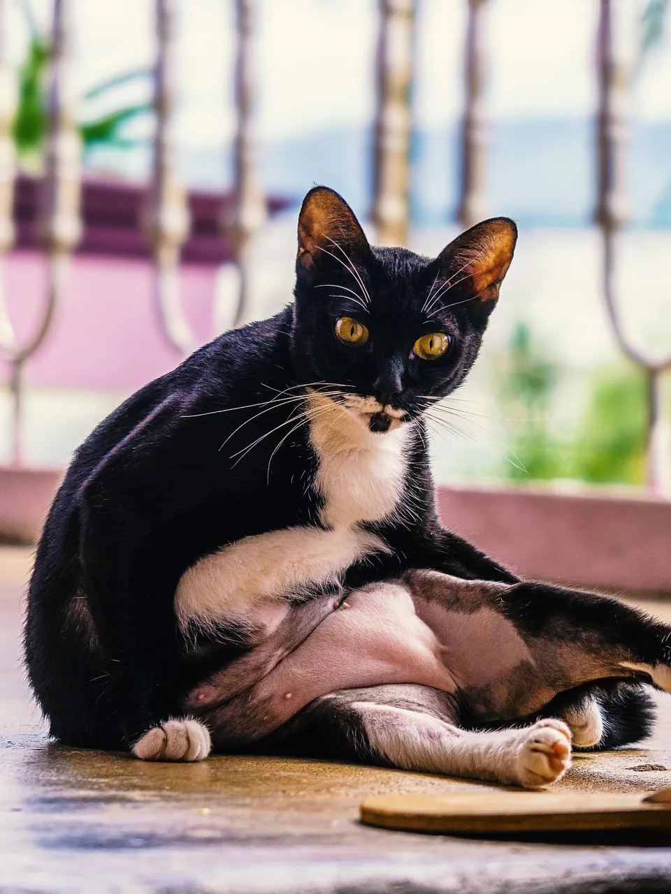 Fat Cat (Heavy Breathing) T-Shirt
