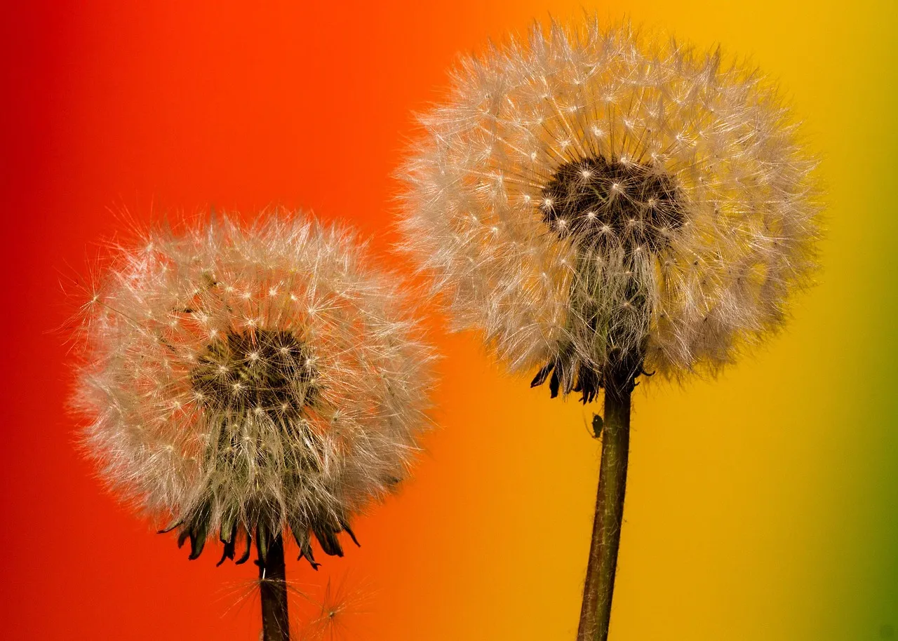 Blow Me Dandelion T-Shirt