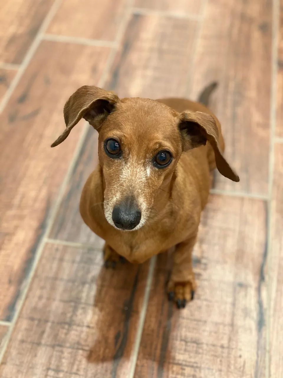 Get A Long Little Doggie T-Shirt