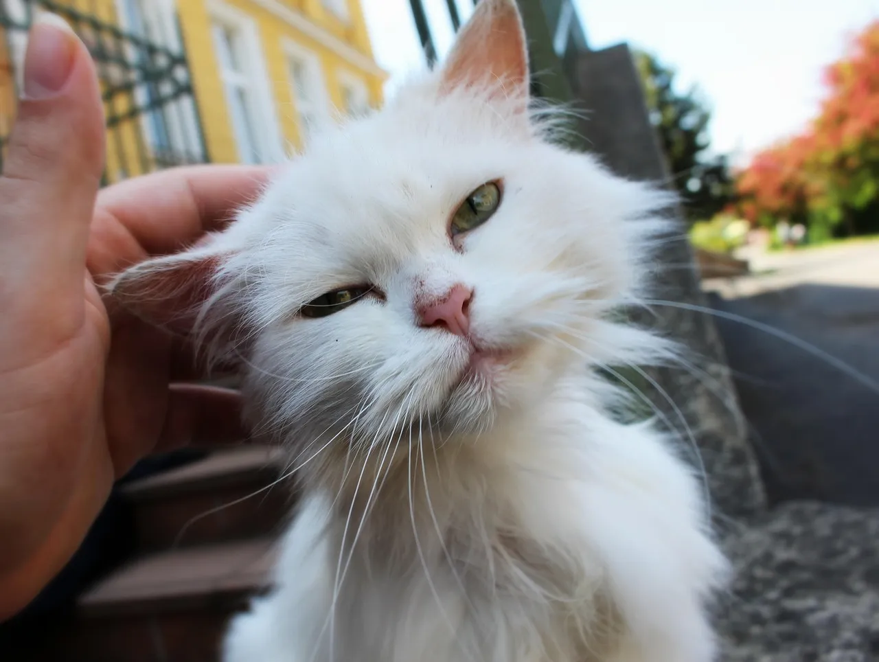 Support Local Street Cats T-Shirt